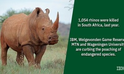 IBM rhino.jpg
